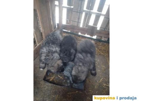 Prodajem stence mesanac kavkavskog ovcara i sarplaninca - 6/10