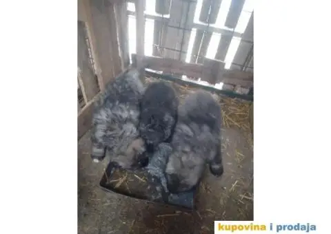 Prodajem stence mesanac kavkavskog ovcara i sarplaninca - 6/10