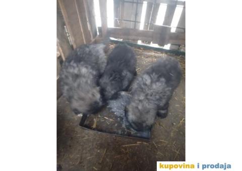 Prodajem stence mesanac kavkavskog ovcara i sarplaninca - 7/10