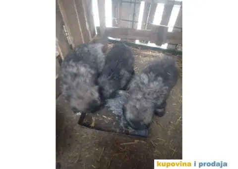 Prodajem stence mesanac kavkavskog ovcara i sarplaninca - 7/10