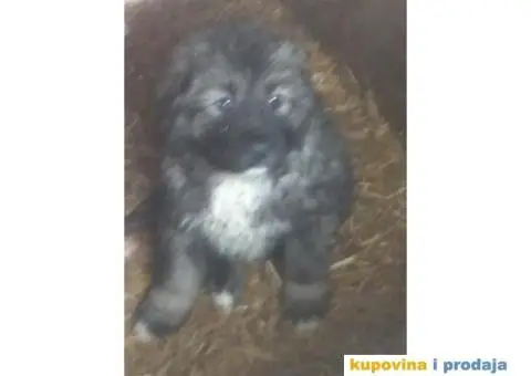 Prodajem stence mesanac kavkavskog ovcara i sarplaninca - 10/10