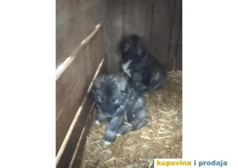 Prodajem stence mesanac kavkavskog ovcara i sarplaninca - 2/10