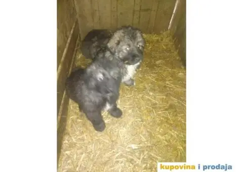 Prodajem stence mesanac kavkavskog ovcara i sarplaninca - 3/10