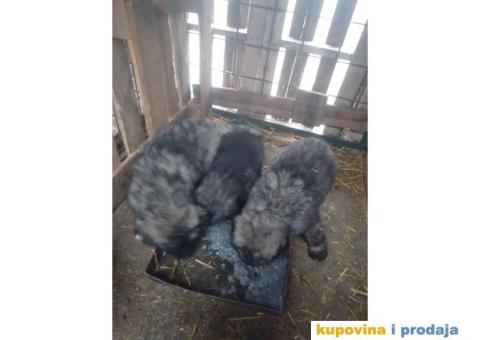 Prodajem stence mesanac kavkavskog ovcara i sarplaninca - 5/10