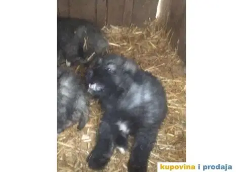 Prodajem stence mesanac kavkavskog ovcara i sarplaninca - 8/10