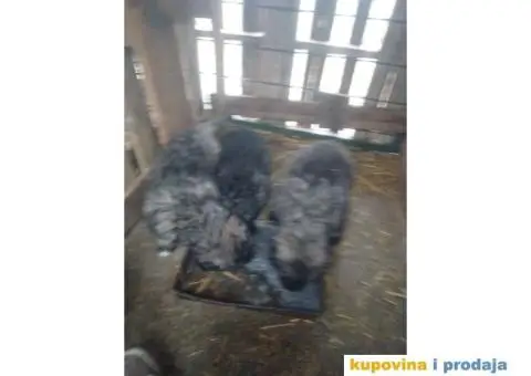 Prodajem stence mesanac kavkavskog ovcara i sarplaninca - 9/10