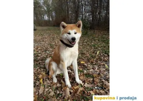 AKITA INU prelepi muzjak za parenje - 1/6
