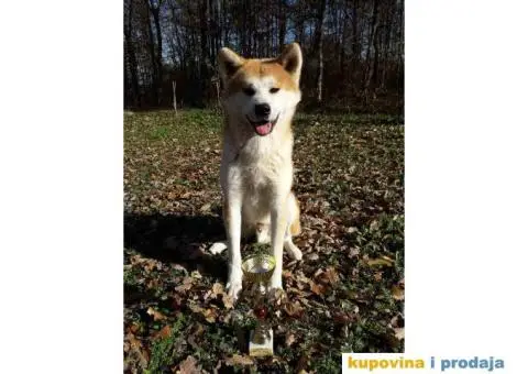 AKITA INU prelepi muzjak za parenje - 2/6