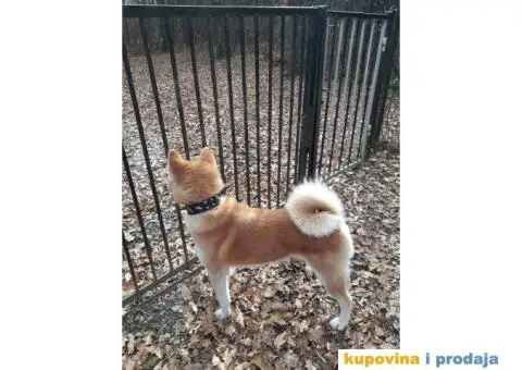 AKITA INU prelepi muzjak za parenje - 3/6