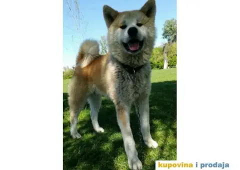 AKITA INU prelepi muzjak za parenje - 4/6
