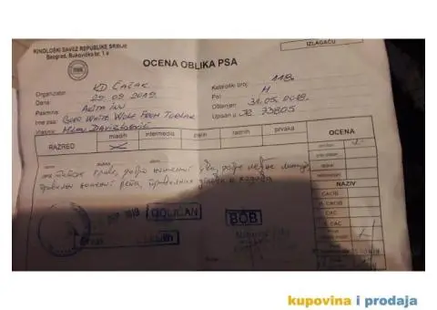 AKITA INU prelepi muzjak za parenje - 5/6