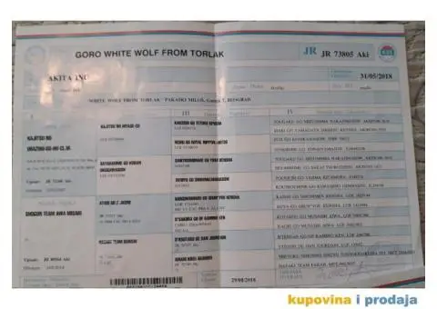 AKITA INU prelepi muzjak za parenje - 6/6