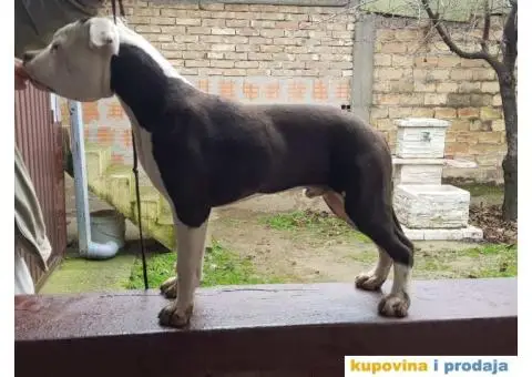 Americki staford muško stene - 2/2