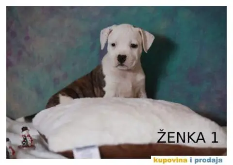 Vrhunski štenci STAFORDA - 1/4