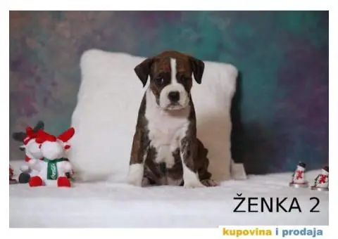 Vrhunski štenci STAFORDA - 2/4