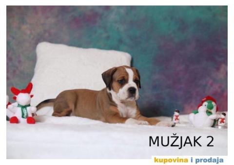 Vrhunski štenci STAFORDA - 3/4