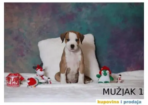 Vrhunski štenci STAFORDA - 4/4