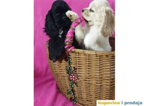 AMERICKI KOKERI na prodaju - 1/6