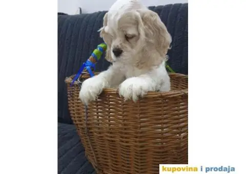 AMERICKI KOKERI na prodaju - 2/6