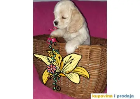 AMERICKI KOKERI na prodaju - 3/6