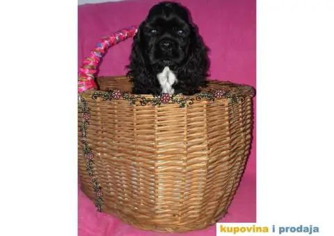 AMERICKI KOKERI na prodaju - 4/6