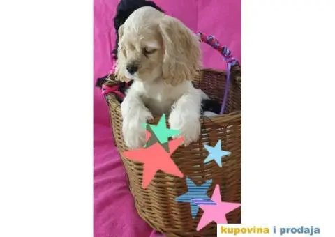 AMERICKI KOKERI na prodaju - 5/6