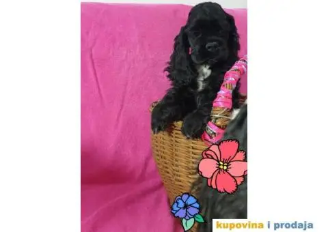 AMERICKI KOKERI na prodaju - 6/6