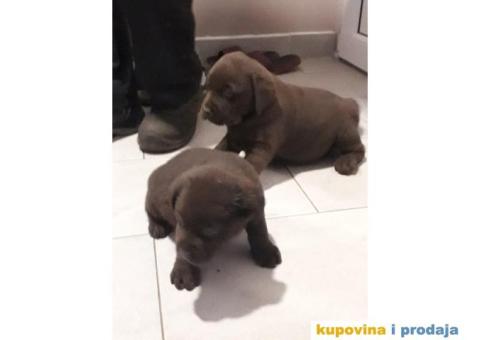 Čokoladni RETRIVERI vrhunskog porekla - 2/4