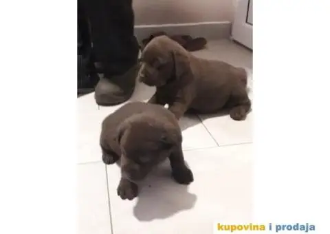 Čokoladni RETRIVERI vrhunskog porekla - 2/4