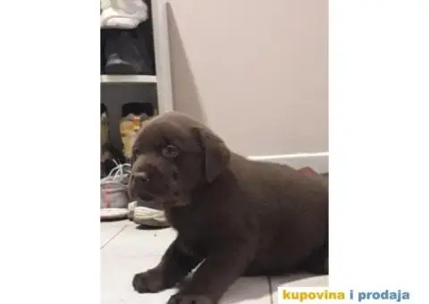 Čokoladni RETRIVERI vrhunskog porekla - 4/4