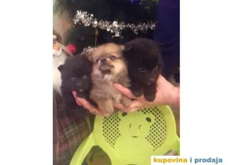 Vragolasti stenci NEMACKOG SPICA pomeranskog tipa - 1/9