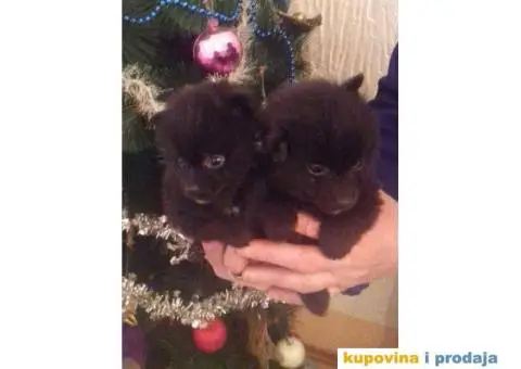 Vragolasti stenci NEMACKOG SPICA pomeranskog tipa - 2/9