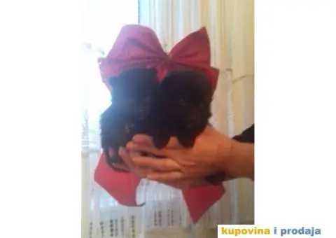 Vragolasti stenci NEMACKOG SPICA pomeranskog tipa - 3/9