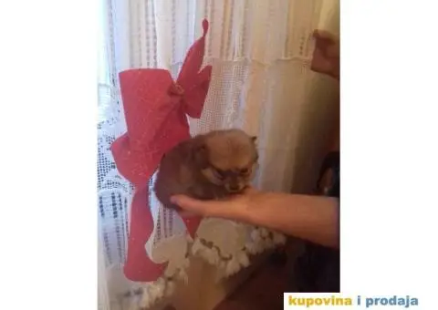 Vragolasti stenci NEMACKOG SPICA pomeranskog tipa - 4/9