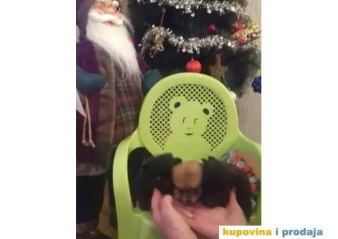 Vragolasti stenci NEMACKOG SPICA pomeranskog tipa - 5/9