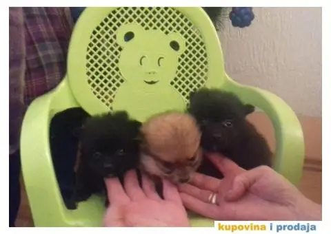 Vragolasti stenci NEMACKOG SPICA pomeranskog tipa - 6/9