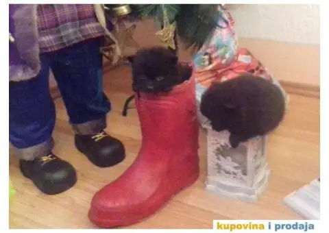 Vragolasti stenci NEMACKOG SPICA pomeranskog tipa - 7/9