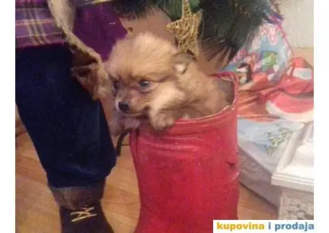 Vragolasti stenci NEMACKOG SPICA pomeranskog tipa - 8/9