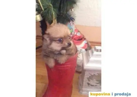 Vragolasti stenci NEMACKOG SPICA pomeranskog tipa - 9/9