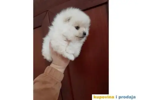 Pomeranci BOO stenci spremni za preuzimanje