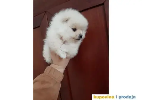 Pomeranci BOO stenci spremni za preuzimanje - 2/2