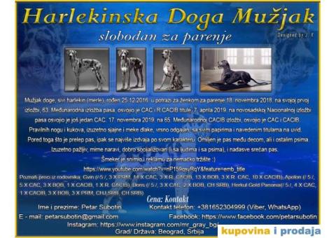 Harlekinska Doga - 1/5