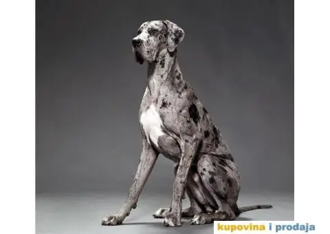 Harlekinska Doga - 2/5