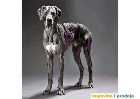 Harlekinska Doga - 4/5