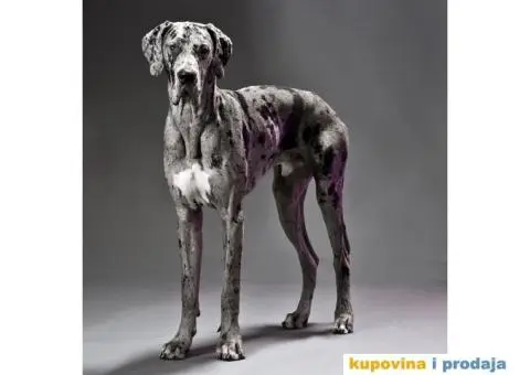 Harlekinska Doga - 4/5