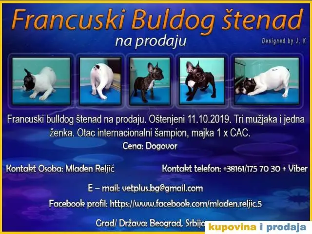 Francuski buldog - 1