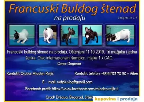 Francuski buldog - 1/5