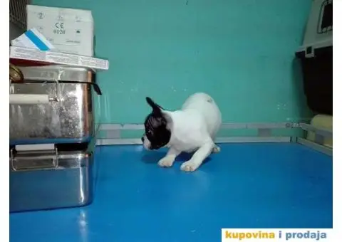 Francuski buldog - 2/5