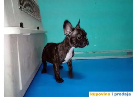 Francuski buldog - 3/5