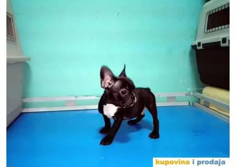 Francuski buldog - 4/5